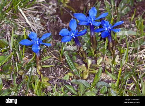 Spring Gentian Gentiana Verna Stock Photo Alamy