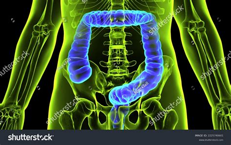 human large intestine anatomy 3d illustration stock illustration 2225740601 shutterstock