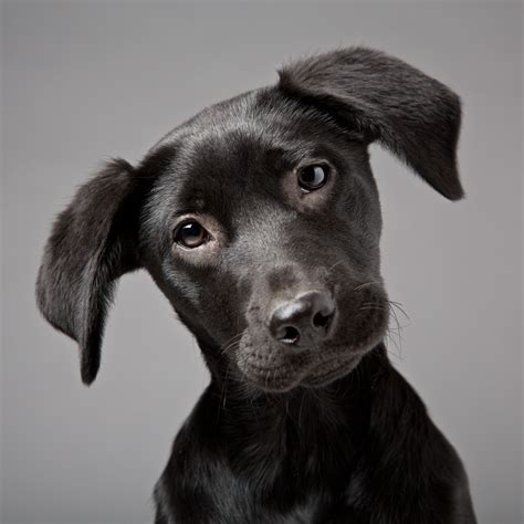 Dog Portrait Photography In High Wycombe Buckinghamshire Mark