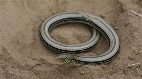 5 Differences Between Snakes And Legless Lizards Mental Floss