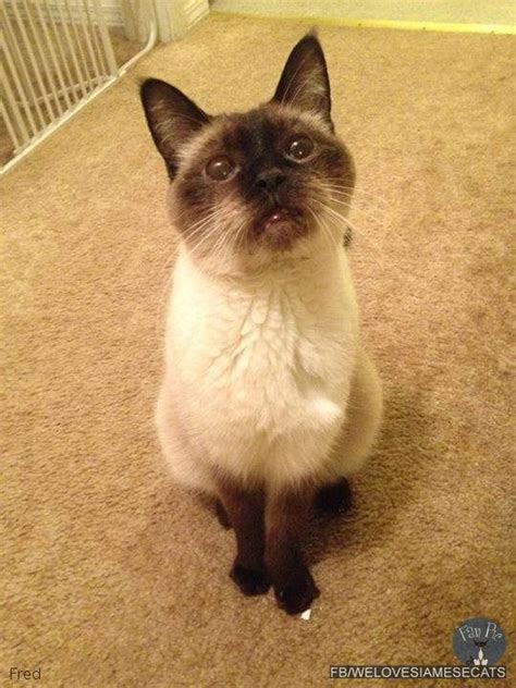 Some cat breeds are more vocal than others, for instance, siamese, burmese, oriental shorthair and japanese bobtail are all well documented for being loudmouths. Why Siamese Cats Talk So Much - British Shorthair