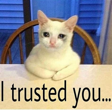 29 Funny Crying Cat Memes Will Make You All Warm And Fuzzy