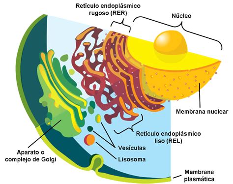 Modelos De Membrana Biologia Bicapa Lipidica Wikisabio
