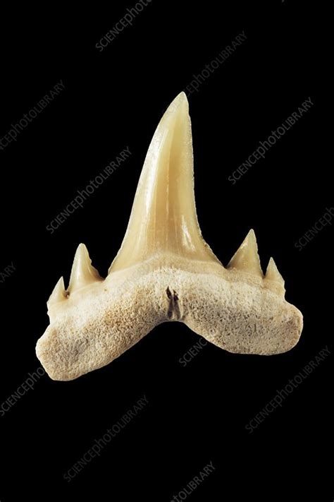 Fossil Shark Tooth Stock Image C0022280 Science Photo Library