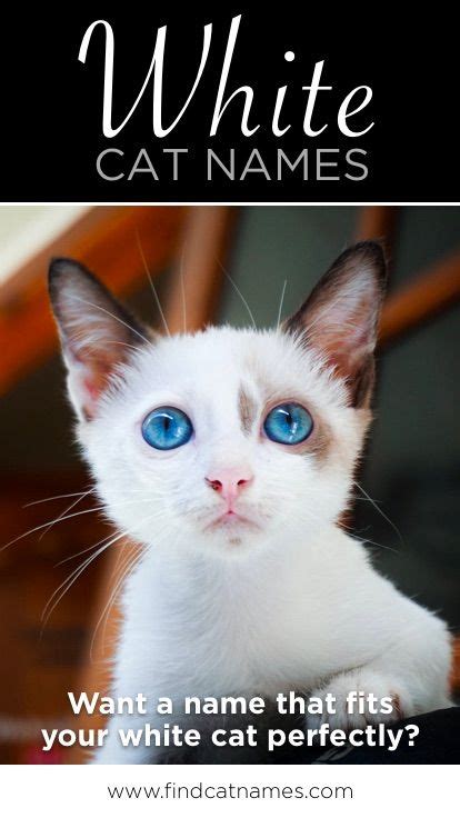 White Cat Names 75 Awesome Names For Your White Cat Boy Cat Names