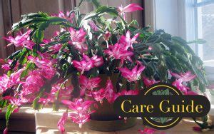 But i can't decide that which light is the best led or fluorescent for my vegetable indoor plant. Christmas Cactus Care - Rockaway Inc.