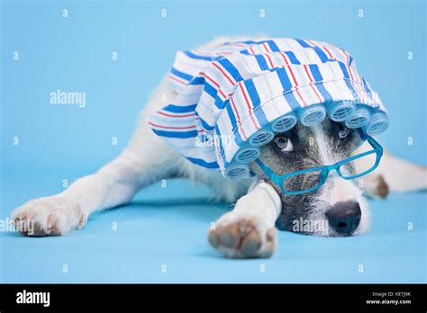 Dog In Hair Curlers Big Bad Wolf Stock Photo Alamy