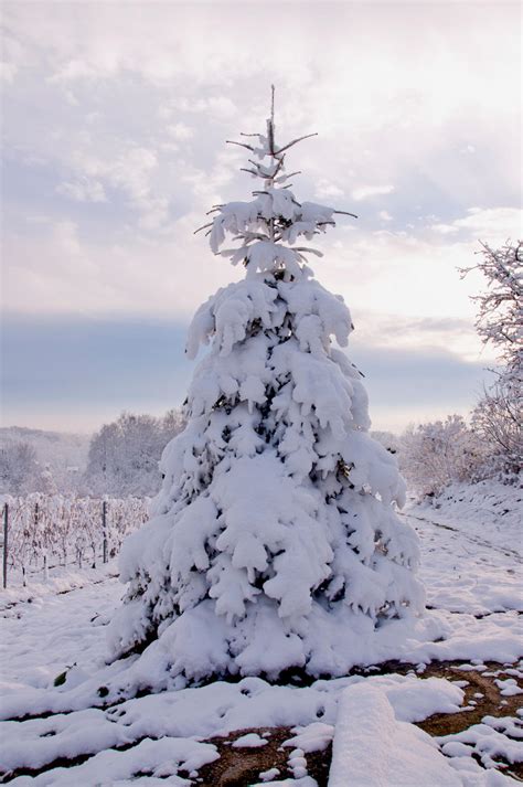 Snow Covered Christmas Treeusa Shah Nasir Travel