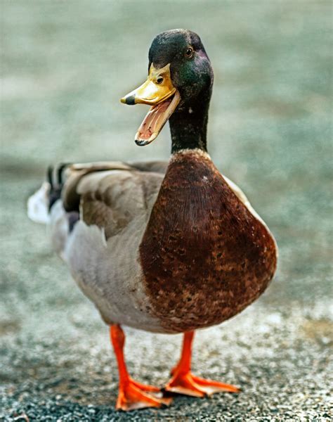 Funny Duck Names ~ 300 Names That Will Quack You Up Rural Living Today