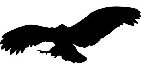 Download Bird Silhouette Eagle Transparent Png Stickpng