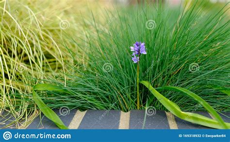 Delicate Purple Flowers On Green Stem Set Against Tree And Yellow Grasses In Bed Edged With Dark