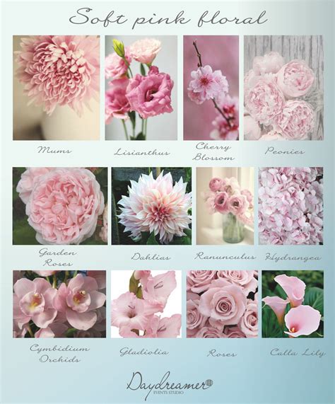 Soft Pink Flower Chart Pink Flower Names Pink Flower Arrangements