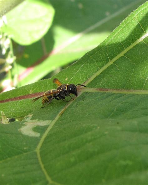 Bug Eric Wasp Wednesday Pachodynerus