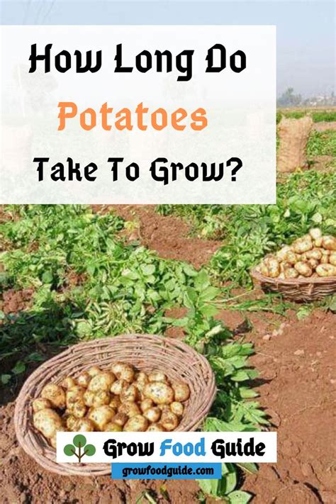 The best time to plant kennebec potatoes is during spring. How Long Do Potatoes Take To Grow#grow #long #potatoes in ...