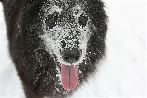Dog The Pleasure Of Snow Winter Belgian Shepherd Dog Groenendael