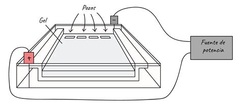 ELECTROFORESIS BIOLOGÍA y GEOLOGÍA