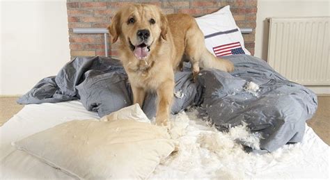 How To Stop Your Pets From Destroying Your House