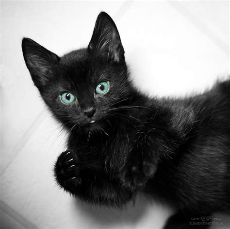 Cute Black Kitten By Venomxbaby On Deviantart