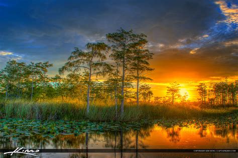 Florida Wetlands Sunset Cypress Tree Landscape