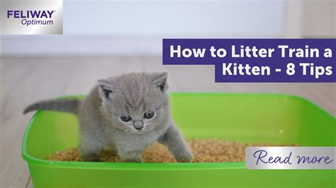 How To Litter Train A Kitten 8 Tips Feliway Uk