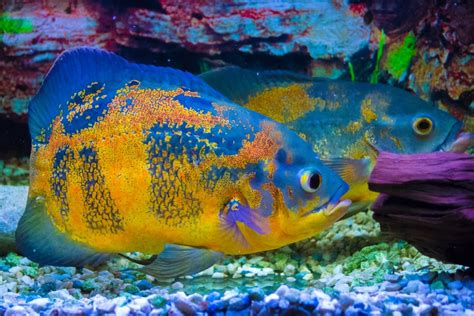 Oscar fish is one of the most beautiful fish found in the tropical regions of the world. The Oscar Fish Care Guide: Types, Tank Setup, Diet, and ...