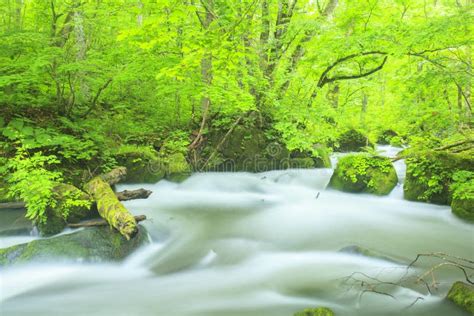 Summer Of Oirase Stream Stock Photo Image Of Landscape 52399654