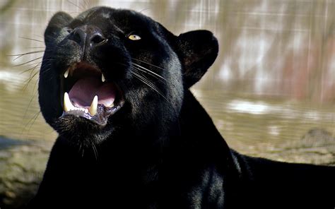 Animal Black Panther Hd Wallpaper