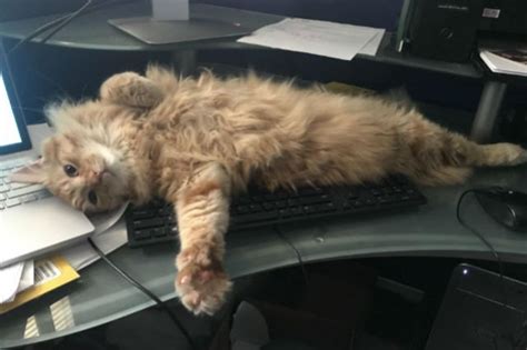 21 Office Cats Hard At Work Officing Cuteness