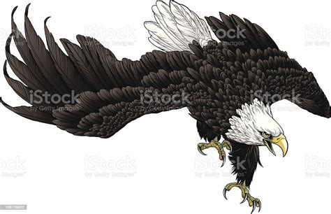 Swooping Eagle Stock Illustration Download Image Now Eagle Bird