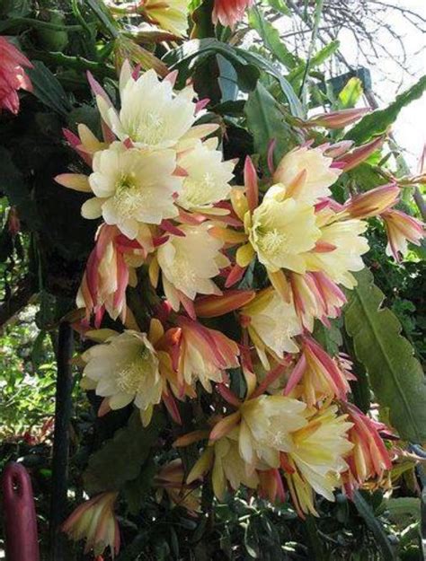 Night Blooming Cereus I Loved These In Florida Stunning Flowers