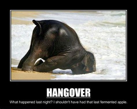 Funny Quotes About Hangovers Quotesgram