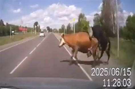 Two Randy Cows Cause Traffic Accident By Mating In The Middle Of A Road