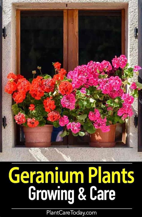 Geranium Care How To Grow And Care For Geranium Plants