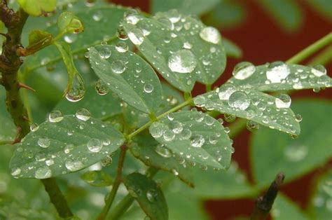 #water droplets on plant