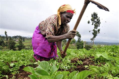 Female Farmers Suffer Most In Southern Africa Drought Knysna Plett Herald