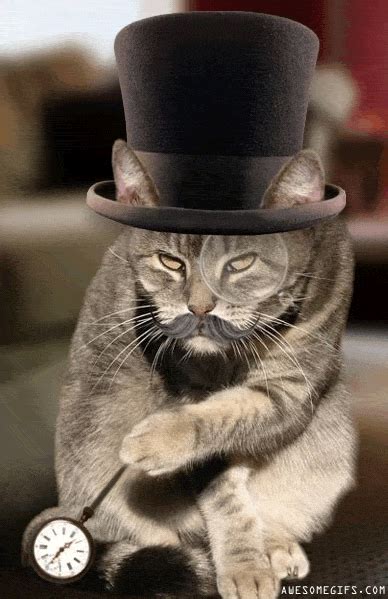 Maybe you would like to learn more about one of these? Monocle Cat is Impatient | AwesomeGIFs