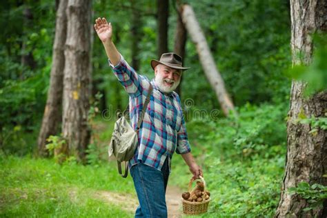 Old Man Walking In Forest Picking Mushrooms Mushroom In The Forest