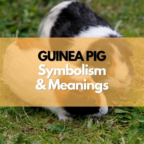 Guinea Pig Symbolism Meanings And History Symbol Genie
