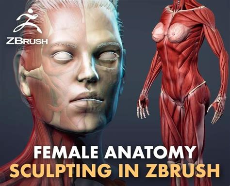 Female Anatomy Sculpting In Zbrush Better 3d Lab
