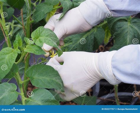 tomato plant pollination stock image image of greenhouse 85227757