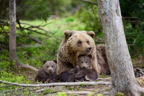 Bear Cub Stock Photo Containing Bear And Cub Bear Cubs Bear Brown Bear