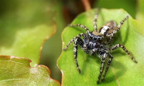 You are probably wondering how much does pest control cost? Spider | Jumping Spider | http://titaniumlaboratories.com ...
