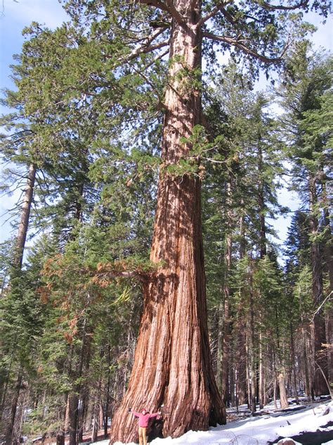 Sequoiadendron Giganteum Big Tree Giant Redwood Giant Sequoia