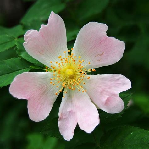 We did not find results for: Heart shaped pink flower stock photo. Image of beauty ...