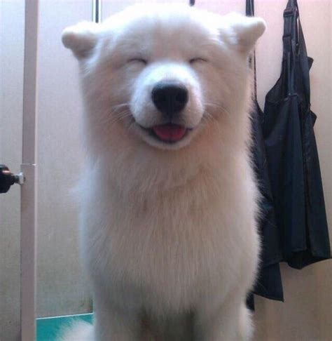 Happiest Dog Face Ever Aww