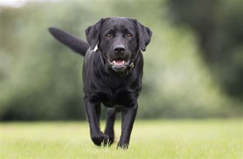 Kain majun bisa digunakan untuk membersihkan berbagai kotoran seperti air, oli, debu, lumpur maupun kotoran hasil sebuah proses. English Lab: A Complete Guide To This Show-Ring Labrador ...