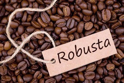 kopi robusta asal klasifikasi klon perdagangan