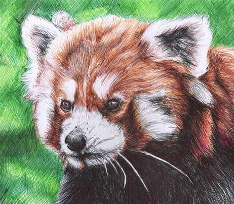 Red Panda Colour Biro Drawing Red Panda T Animal Artwork Biro