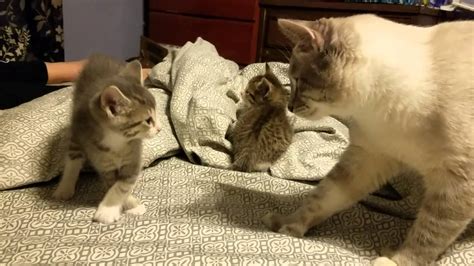 5 Week Old Kitten Vs Daddy Cat Youtube