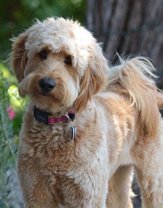 Find goldendoodle puppies for sale with pictures from reputable goldendoodle breeders. Best 25+ Doodle Haircuts ideas - meowlogy